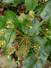 Mackinlaya macrosciadea