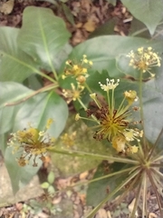 Mackinlaya macrosciadea