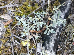 Odontarrhena obovata