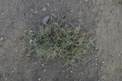 Astragalus bicristatus