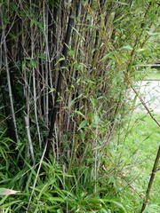 Phyllostachys nigra nigra