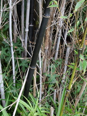 Phyllostachys nigra nigra
