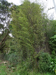 Phyllostachys nigra nigra