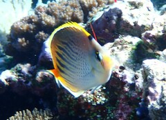 Chaetodon pelewensis