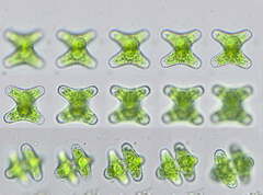 Staurastrum alternans