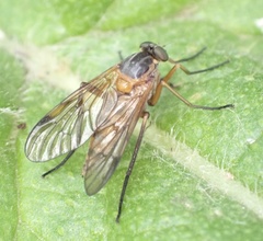 Rhagio immaculatus