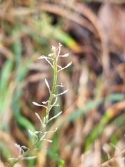 Lepidium hyssopifolium