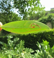 Insecta