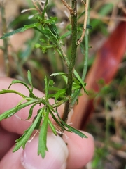 Lepidium hyssopifolium