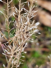 Lepidium hyssopifolium