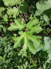 Heracleum sphondylium sibiricum