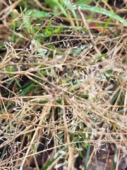 Lepidium hyssopifolium