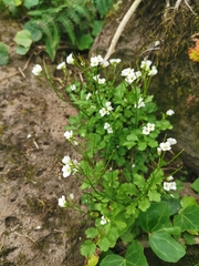 Cardamine caldeirarum