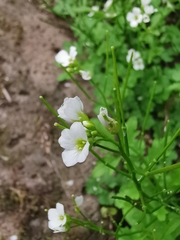 Cardamine caldeirarum