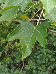 Magnoliopsida