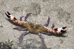 Charybdis hellerii