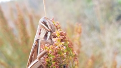 Nomadacris septemfasciata