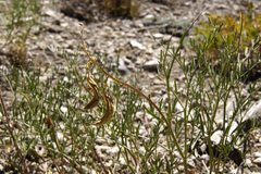 Astragalus bicristatus