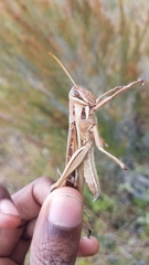 Nomadacris septemfasciata