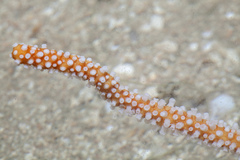 Echinogorgia