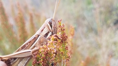 Nomadacris septemfasciata