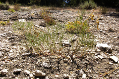 Astragalus bicristatus
