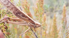 Nomadacris septemfasciata