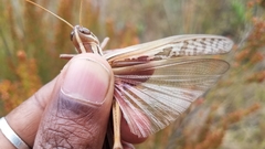 Nomadacris septemfasciata