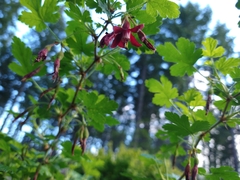 Ribes lobbii