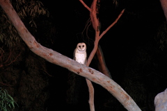 Tyto novaehollandiae