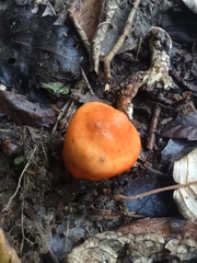 Macrocystidia reducta
