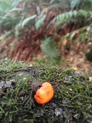 Macrocystidia reducta