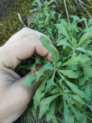 Schivereckia podolica