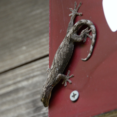 Gekko japonicus