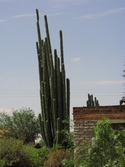 Lophocereus marginatus