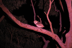 Tyto novaehollandiae