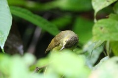 Tricholestes criniger