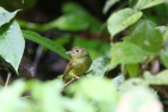 Tricholestes criniger