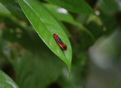 Coryptilum klugii