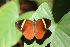 Xanthotaenia busiris