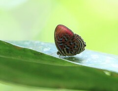 Paralaxita telesia