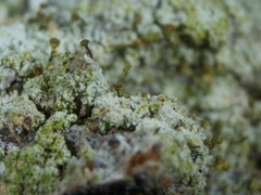 Chaenotheca hispidula