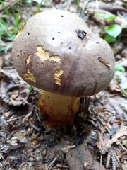 Butyriboletus brunneus