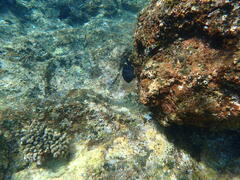 Plectroglyphidodon sindonis