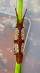 Pentidotea montereyensis