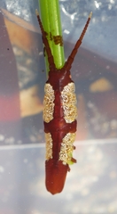 Pentidotea montereyensis