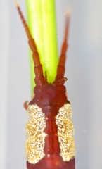 Pentidotea montereyensis