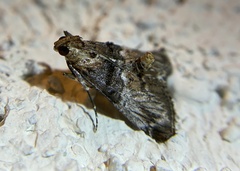 Toripalpus trabalis