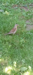 Turdus pilaris