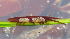 Pentidotea montereyensis